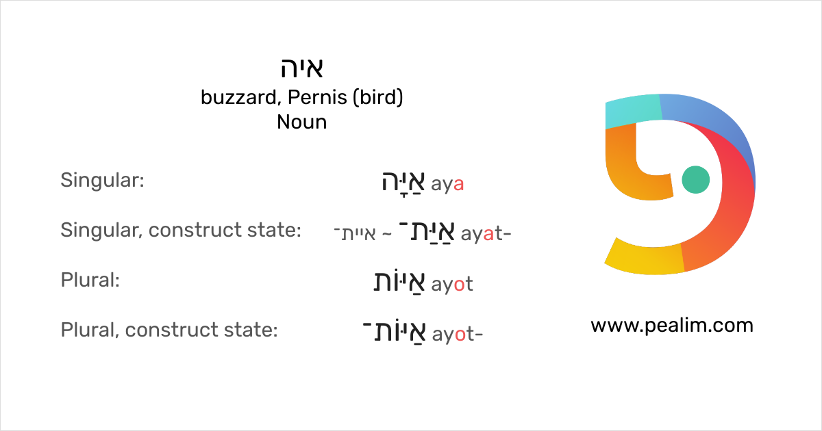 איה – Buzzard, Pernis (Bird) – Hebrew Conjugation Tables